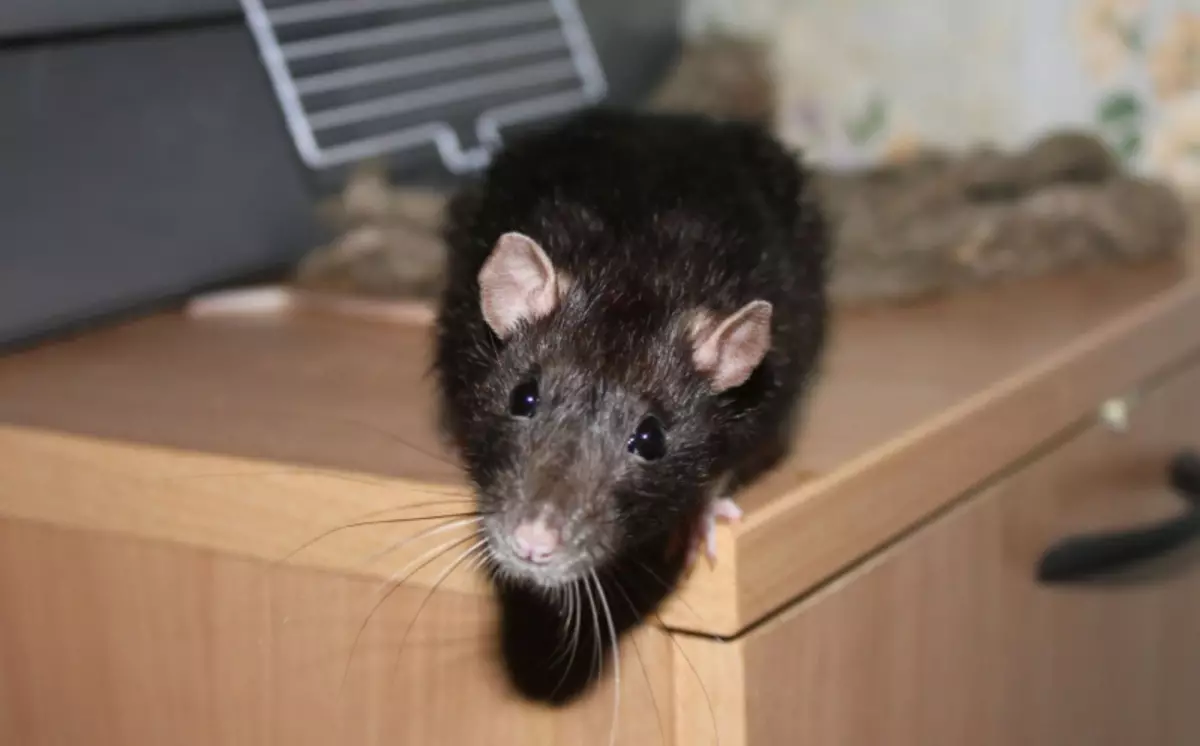 Hoe ontdoen van ratten in een privéhuis: volksremedies