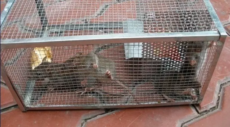 Kuidas vabaneda rottidest eramaja: folk õiguskaitsevahendeid