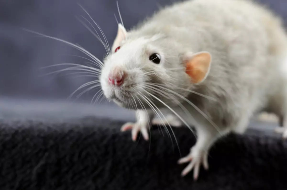 Sådan slippe af med rotter i et privat hus: Folkemedicin