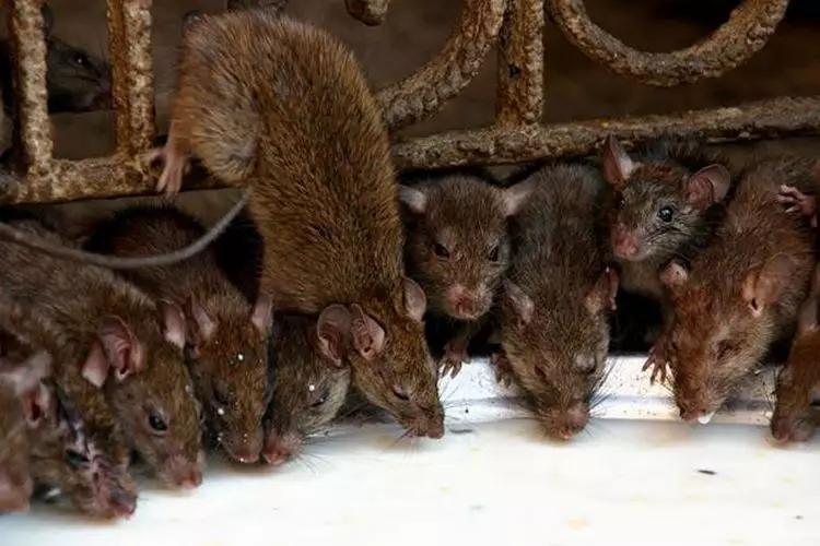 개인 주택에서 쥐를 없애는 방법 : 민속 구제