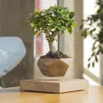 Modern iç bonsai [Tarih ve Özellikler]