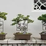 Bonsai di interior modern [Sejarah dan Fitur]
