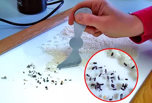 Comment se débarrasser des bugs dans les croupes et la farine dans la cuisine pour toujours folk