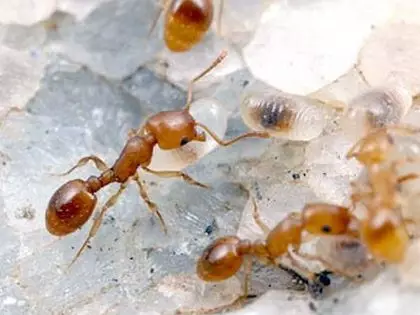 Comment se débarrasser des fourmis ménagères pour toujours des remèdes folkloriques à la maison