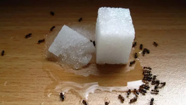 家庭での家庭用アリを取り除く方法