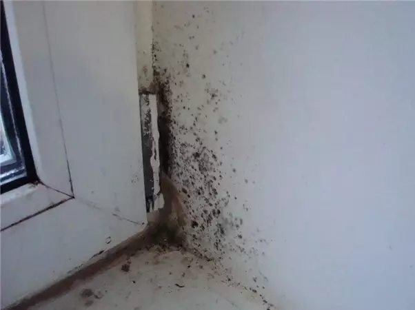 Hvordan man hurtigt slippe af med skimmelsvamp på væggene