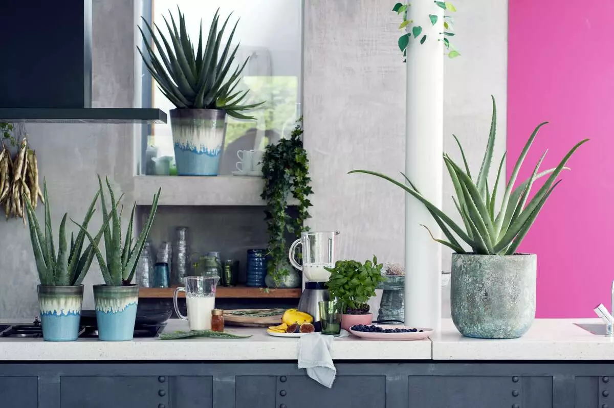 Hoe cactussen en vetplanten te gebruiken in interieurontwerp 2019?