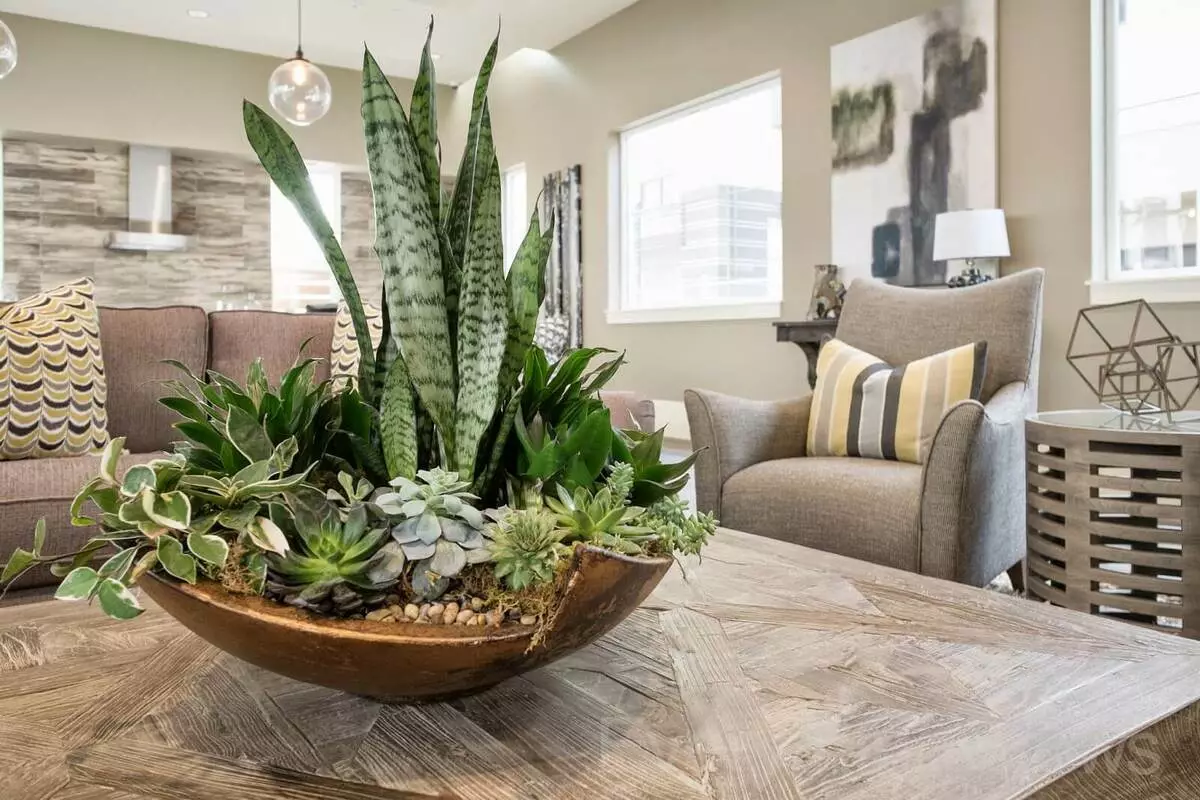 Come usare cactus e succulente in Interior Design 2019?