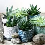 Πώς να χρησιμοποιήσετε Cacti και Succulents στο εσωτερικό σχεδιασμό 2019;