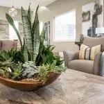 Com utilitzar cactus i suculents en disseny d'interiors 2019?