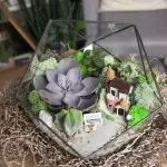 İç tasarım 2019'da kaktüsler ve succulents nasıl kullanılır?