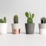 Hoe cactussen en vetplanten te gebruiken in interieurontwerp 2019?