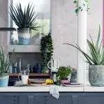 Bawo ni lati lo cacti ati awọn succulents ni apẹrẹ inu ọdun 2019?