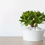 How to use cacti and succulents in interior design 2019?