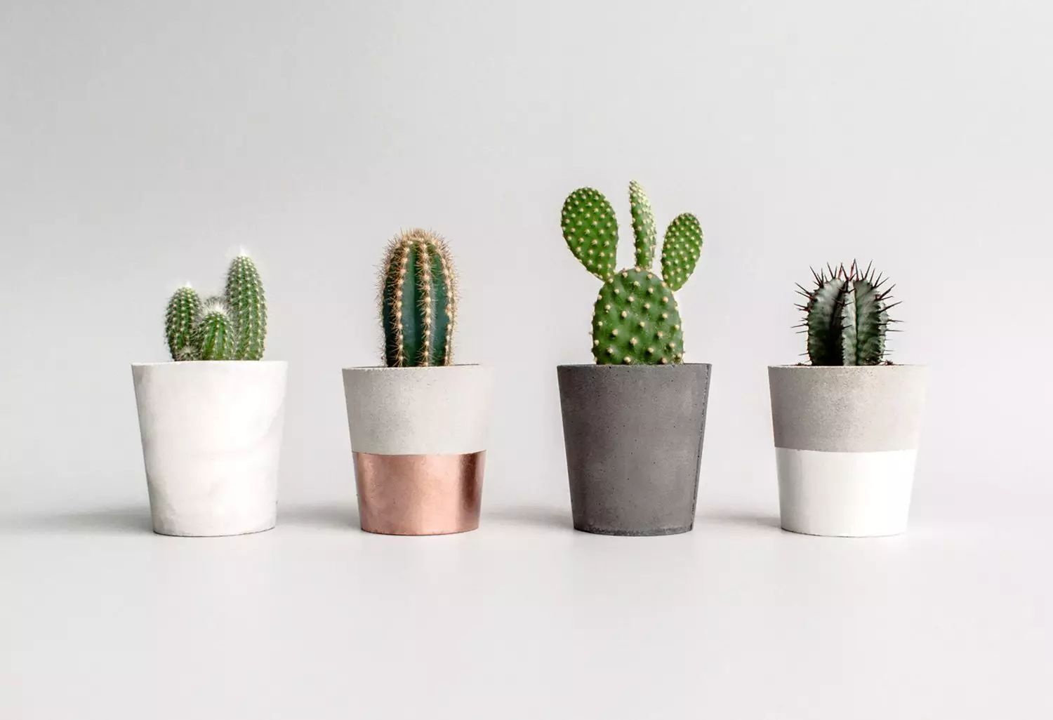 Come usare cactus e succulente in Interior Design 2019?