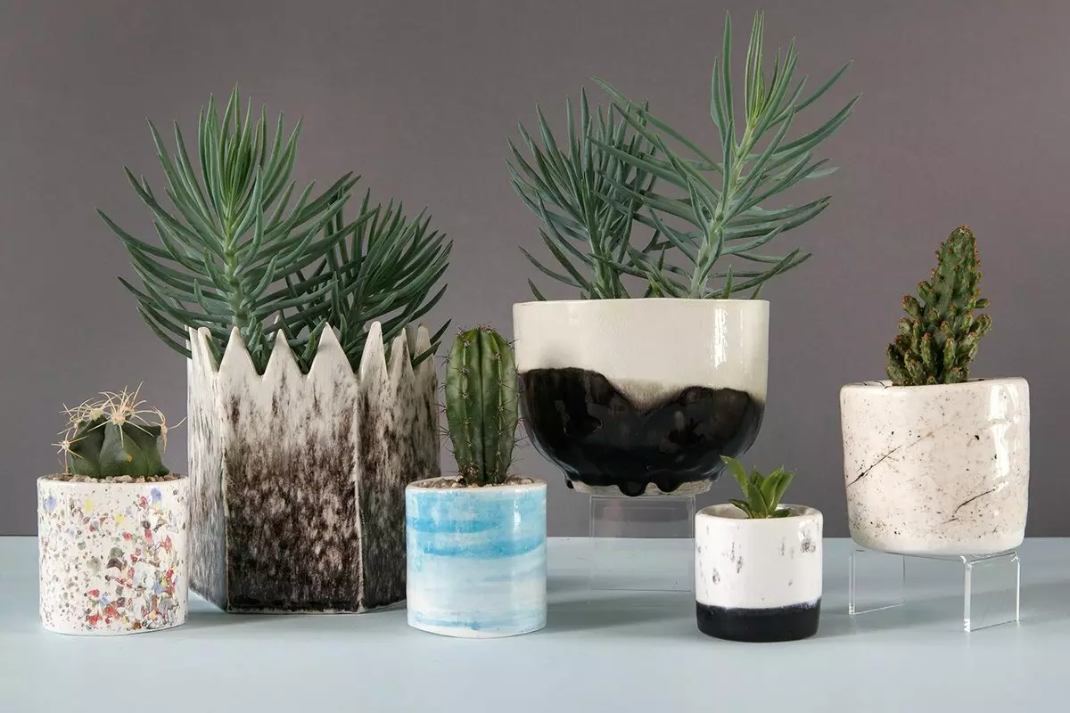 ¿Cómo usar cactus y suculentas en el diseño de interiores 2019?