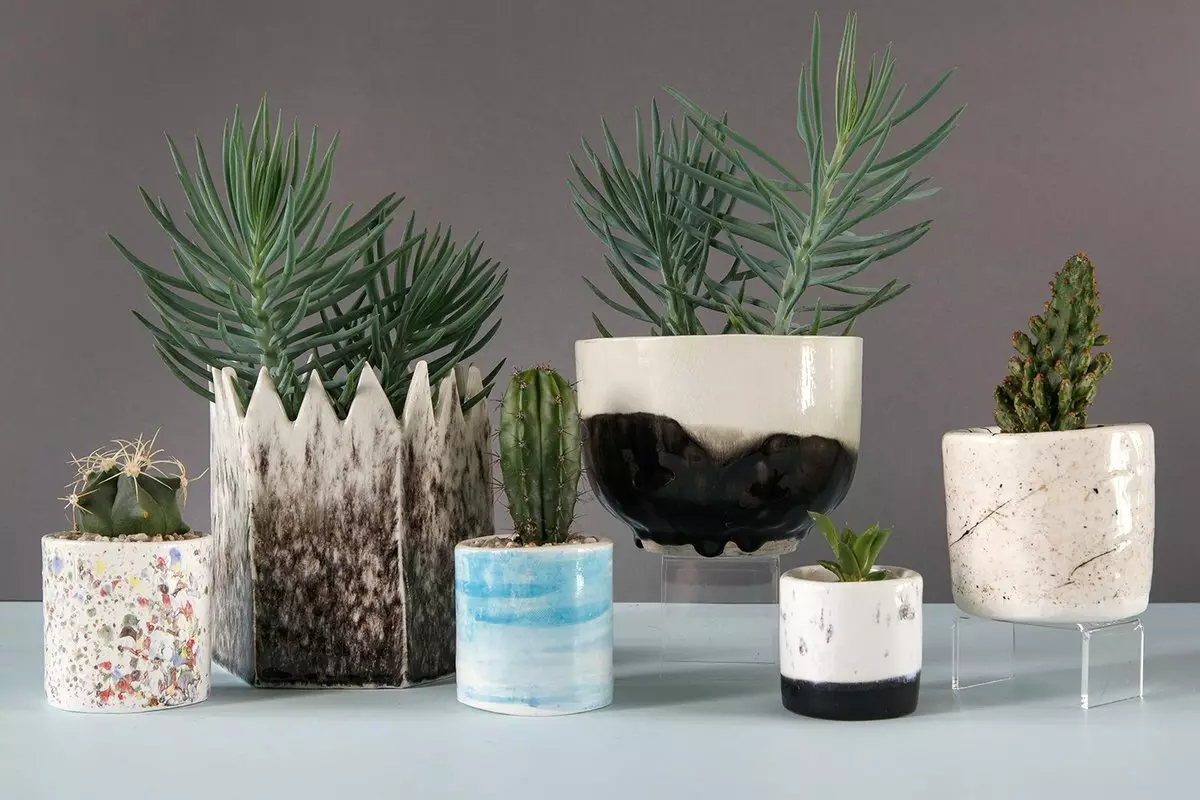 Meriv Cacti û Succulents Di Design Internator 2019 de çawa bikar tînin?