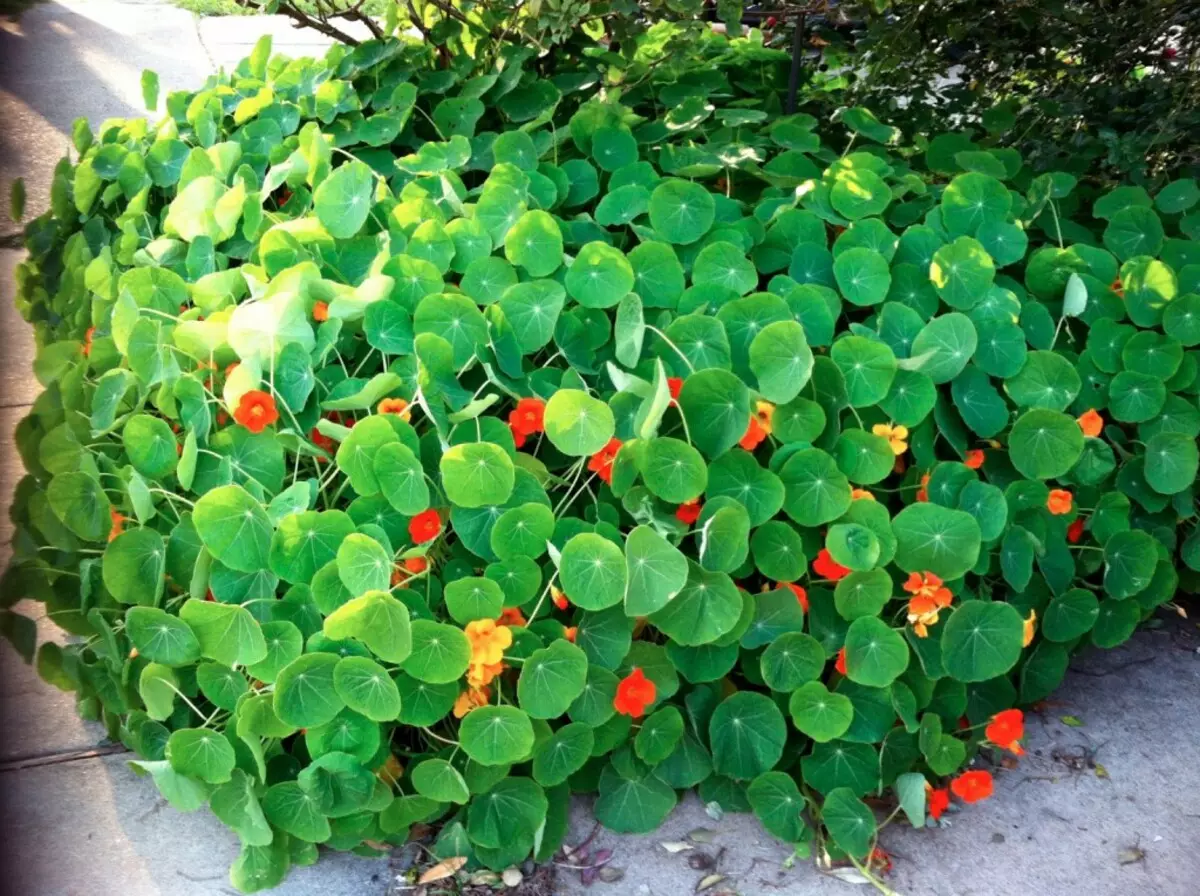 Nasturtium