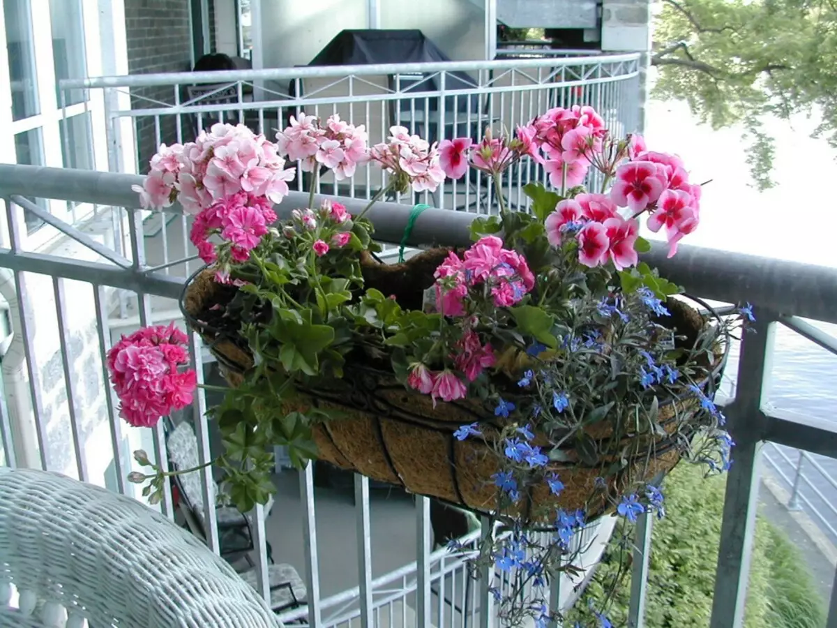 Sispann Kashpo sou balkon la louvri