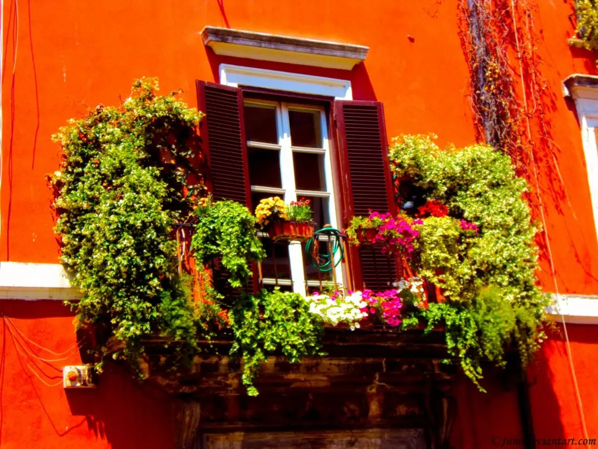 Krullerige plante op die balkon