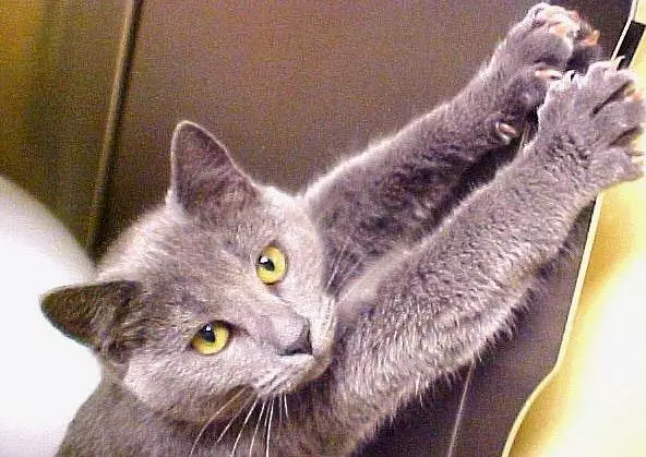Wat te doen als je kat behang doet en hoe je hem wilt spenen