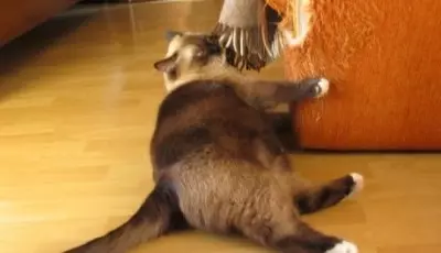 Wat te doen als je kat behang doet en hoe je hem wilt spenen