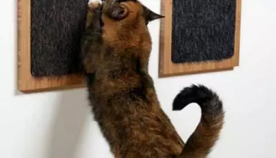 Que faire si votre chat fait du papier peint et comment le sevrer