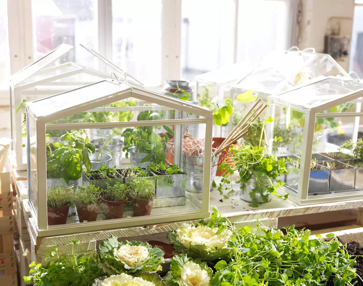 Homemade Garden sa Windowsill - Paano Gumawa ng Hobby Stylish?