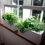 Windowsill மீது வீட்டில் தோட்டத்தில் - ஒரு பொழுதுபோக்கு ஸ்டைலான செய்ய எப்படி?