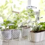 Homemade Garden sa Windowsill - Giunsa Paghimo Usa ka Hobby Stylish?