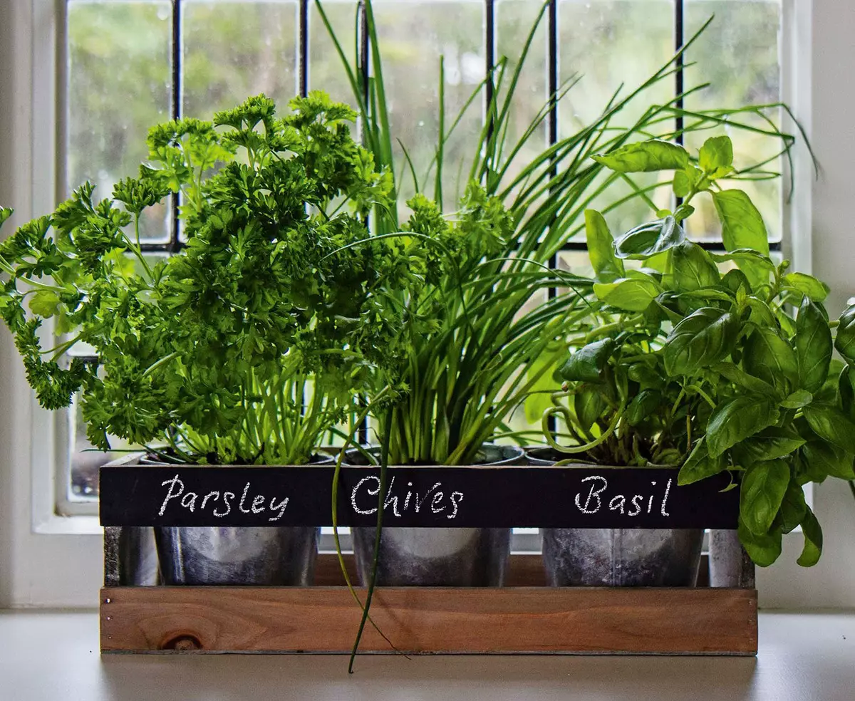 Teknologi neker di windowsill - kumaha ngadamel hobi?