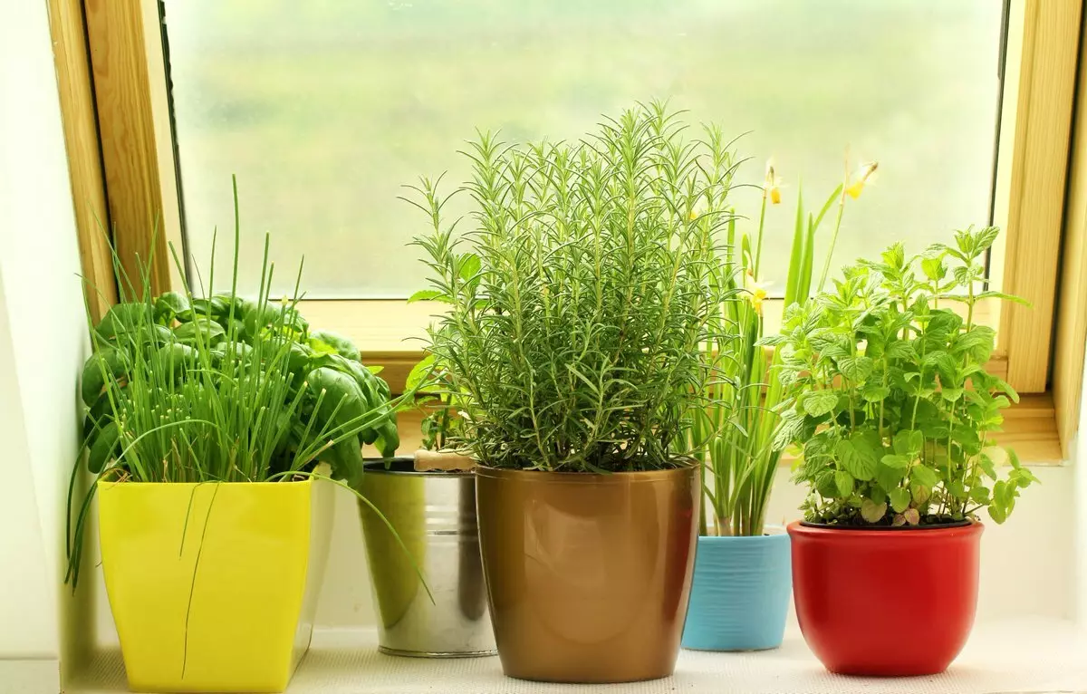 Hausgemachter Garten auf dem Fensterbrett - wie man ein Hobby stilvoll macht?