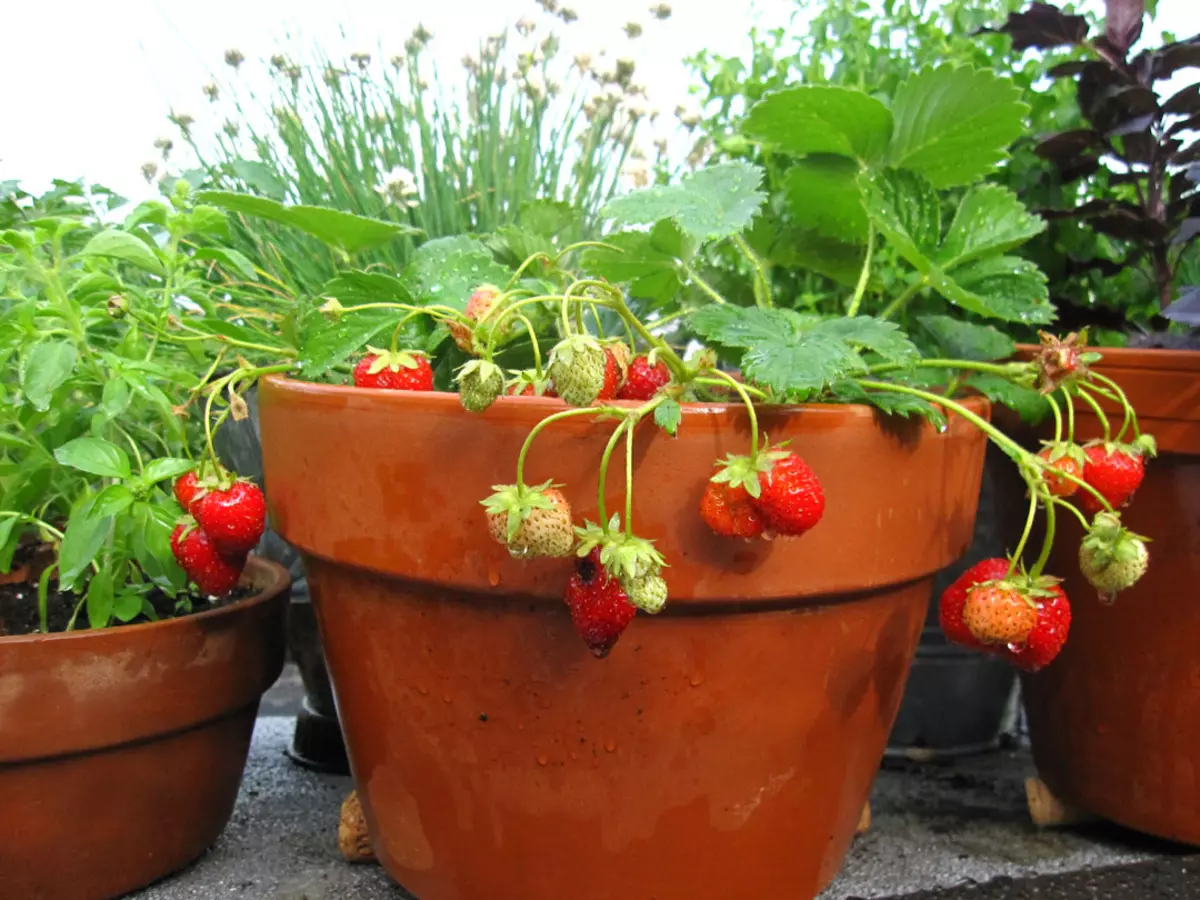 Giardino fatto in casa sul davanzale - Come fare un hobby elegante?