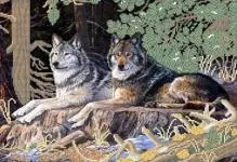 Cross бродерия вълци: двойни схеми, камерин схеми Wolver, авторски права и безплатно, щастлив бял