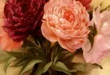 Peonia cross-ricamo: schemi e set per ricamo, download gratuito, vaso e foto, riolis bouquet, significato