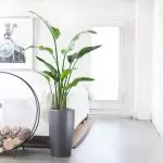 És possible utilitzar flors artificials a l'interior?