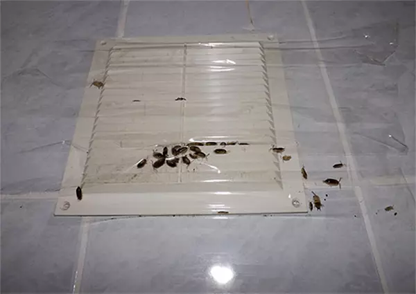 Effektive metoder til bekæmpelse af insekter på badeværelset
