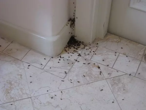 Méthodes efficaces de lutte contre les insectes dans la salle de bain
