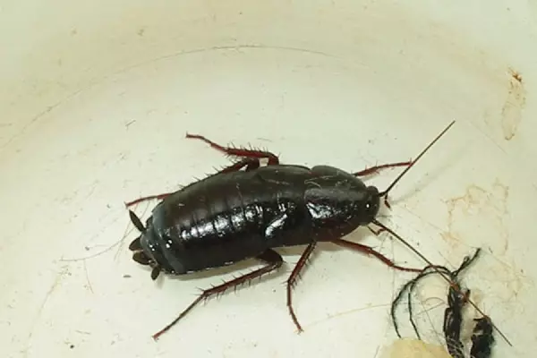 Méthodes efficaces de lutte contre les insectes dans la salle de bain