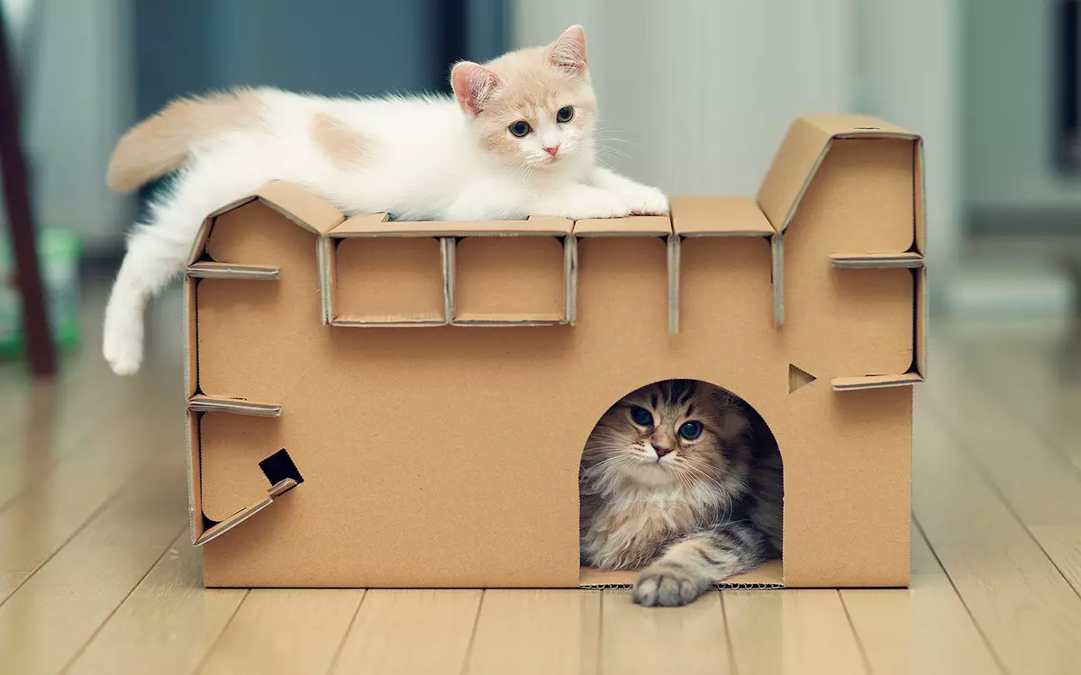 Kako odabrati elegantnu mačju kuću za voljenu Kišu?