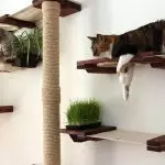 Meriv çawa ji bo Kisa hezkirî xaniyek pisîkek pisîk hilbijêrin?