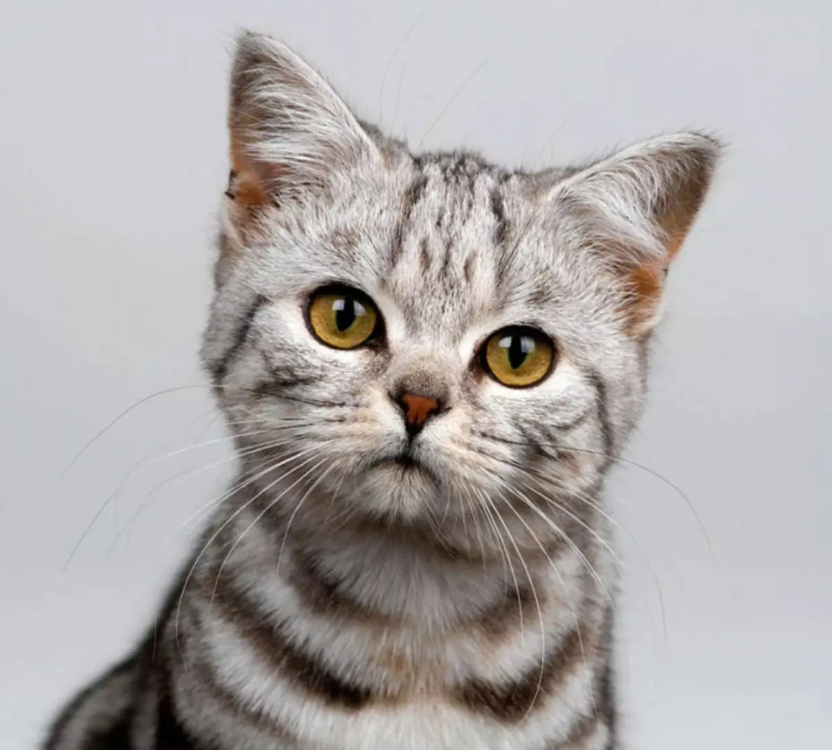 איך לגמול חתול לזיין טפט: מה לעשות את החתול שריטות רהיטים, טפט כי לא להילחם חתולים, להגן על הקירות, רקעים נוזלי וחתולים מאשר להפריד את הקירות