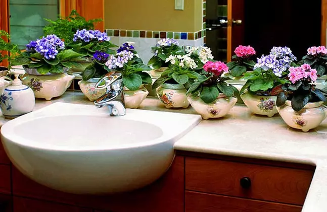 Kúpeľňové rastliny