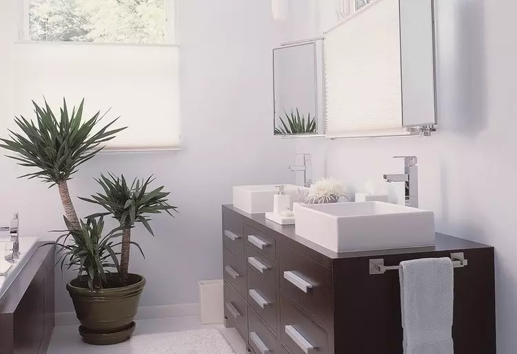 Fürdőszoba növények