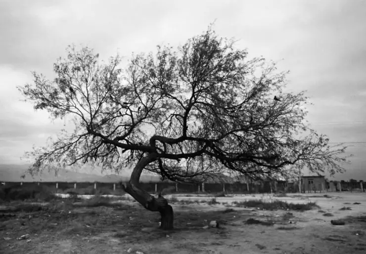 உள்துறை அலங்கார மரம் - வடிவமைப்பு விருப்பங்களின் 75 புகைப்படங்கள்