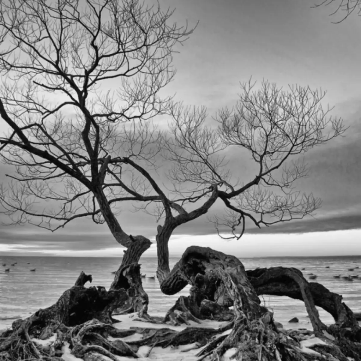 Pemë dekorative në brendësi - 75 fotografi të opsioneve të projektimit