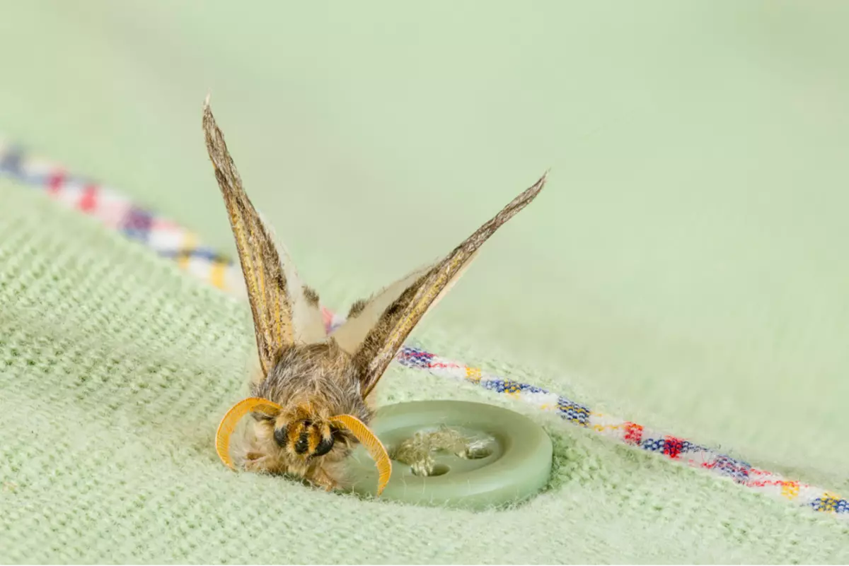 Kita milih obat kanggo moth kanggo lemari klambi lan dada: pilihan apa sing luwih apik