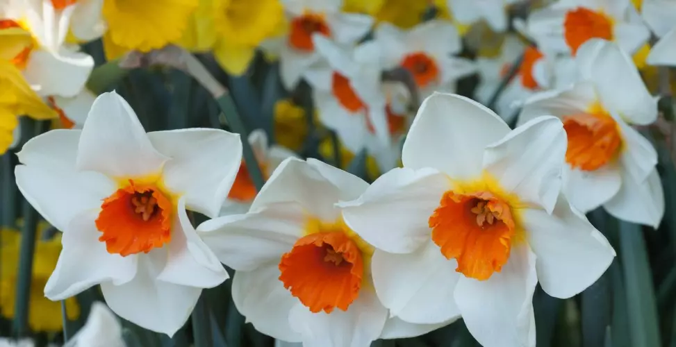 Que flores son axeitadas para a decoración de casa para a Pascua?