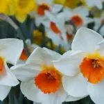 Welche Blumen eignen sich für Heimdekoration für Ostern?