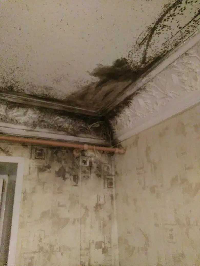 Wat te behanneljen muorren fan skimmel foardat jo wallpaper blaze